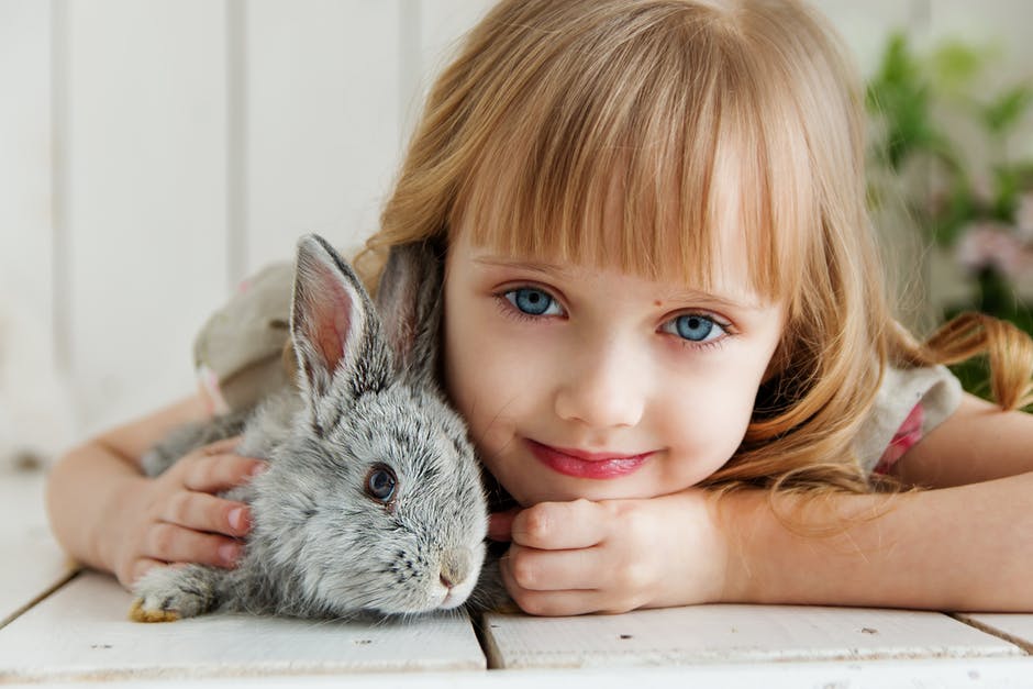 animais para ter em apartamento